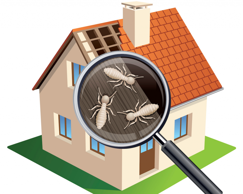 Termite Inspection