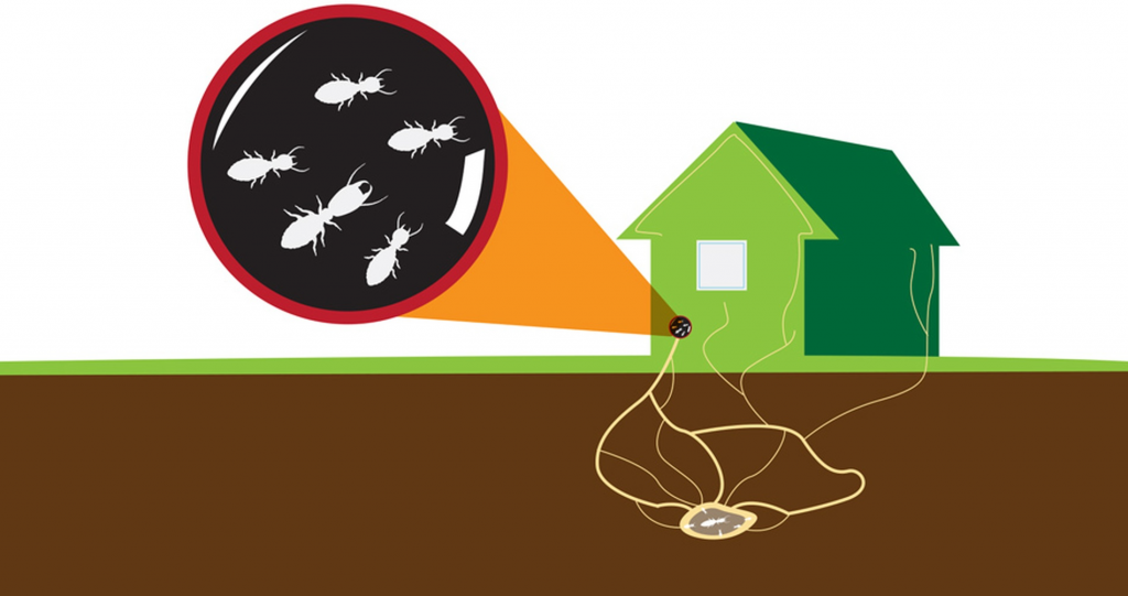 What to expect from a termite inspection? termite inspection