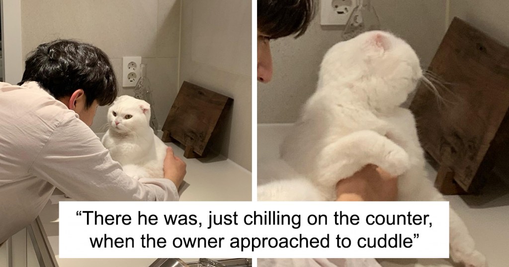 Cat Refuses Owner’s Attempts At Cuddling, And It Has Gone Viral On The Internet 61ea8b1bb703b 1024x538