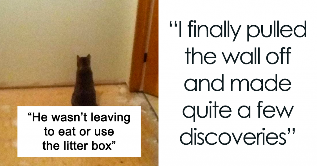 Guy Wonders What’s Wrong With His Cat Who’s Obsessed With A Single Wall In The House, Investigation Leads To Discovery Of A Hidden Basement 620e5e12405c3 1024x538