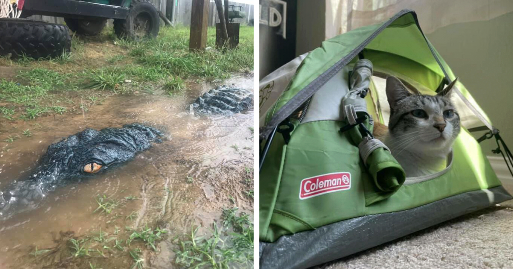 50 Times People Couldn’t Believe Their Luck In Thrift Stores, Flea Markets, And Garage Sales (New Pics) 622b69bf85fac 1024x538