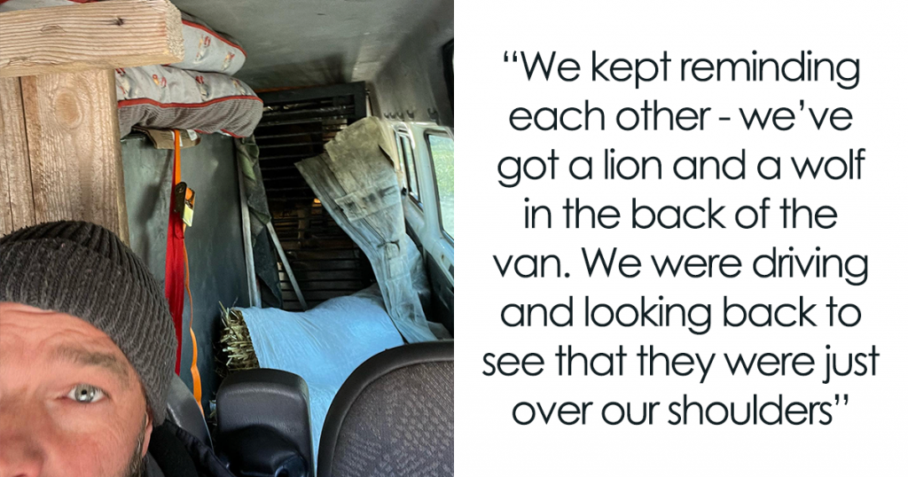 A Lion And Wolf Get Carried By Crane Into A Minivan Driven By Three Brits In Order To Save Them Brits Rescue Zoo Animals Ukraine Fb18 1024x538