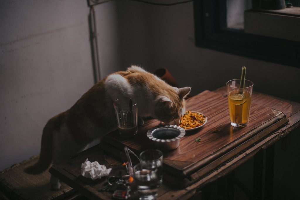 Hydrolyzed protein cat food-Does your cat need this? cat food