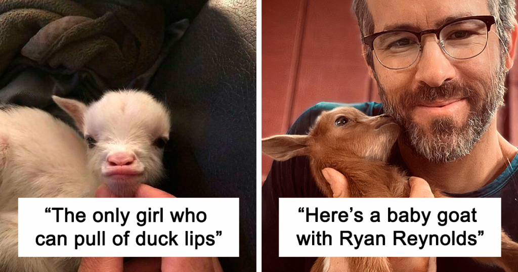 Cute Goats Fb28 1024x538