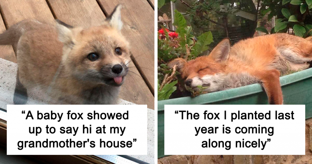 40 Times Foxes Were Caught Being The Cutest Cute Foxes Fb 1024x538