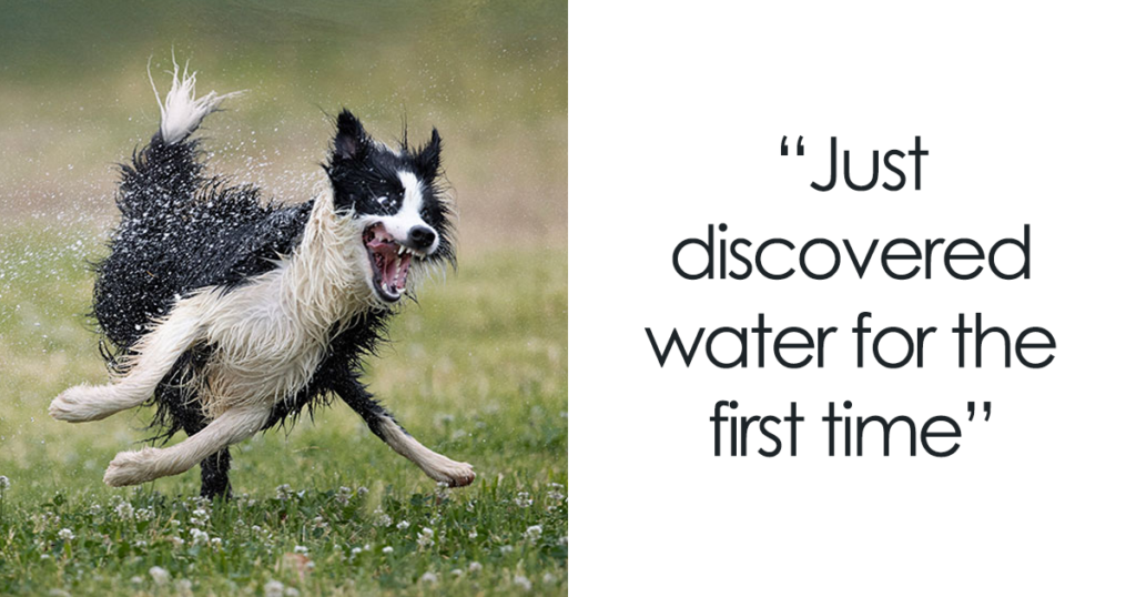 Comedy Pet Photography Awards 2022 Fb46 1024x538