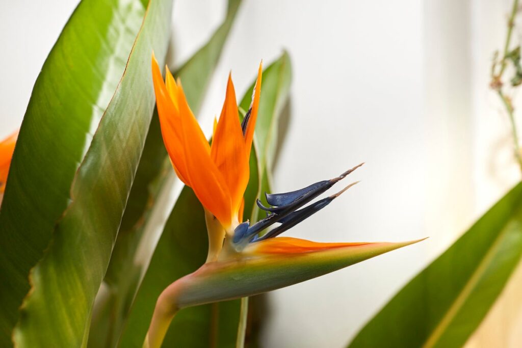 Are You Ready to Be Blown Away by the Bird of Paradise Plant? Are You Ready to Be Blown Away by the Bird of Paradise Plant?