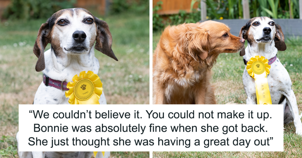 Missing Dog Comes Home With Rosette Fb11 1024x538