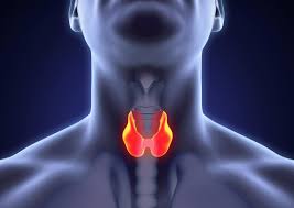 How do Pathology Labs Conduct Thyroid Antibodies Test Thyroid Antibodies Test