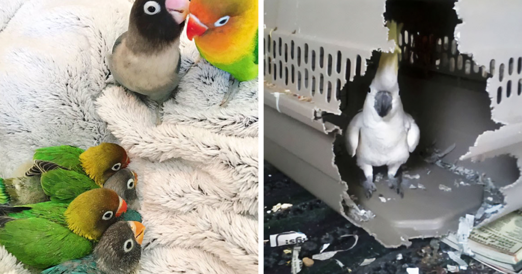 50 Parrots That Prove There Is Never A Dull Moment When Owning Them As A Pet Cute Funny Parrots Fb50 1024x538