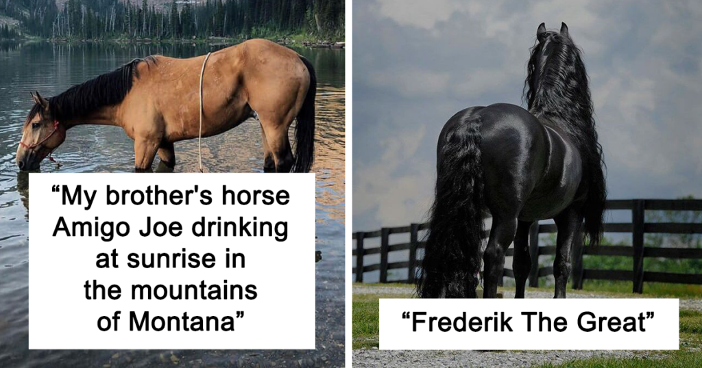 Beautiful Horses Fb54 1024x538