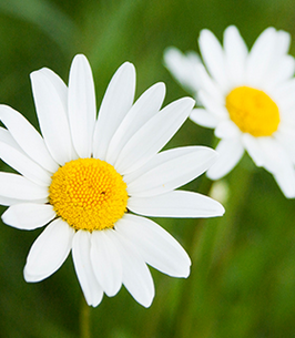 Sarah Arlington Ball – The BayNet Center 266x305 ST Daisy