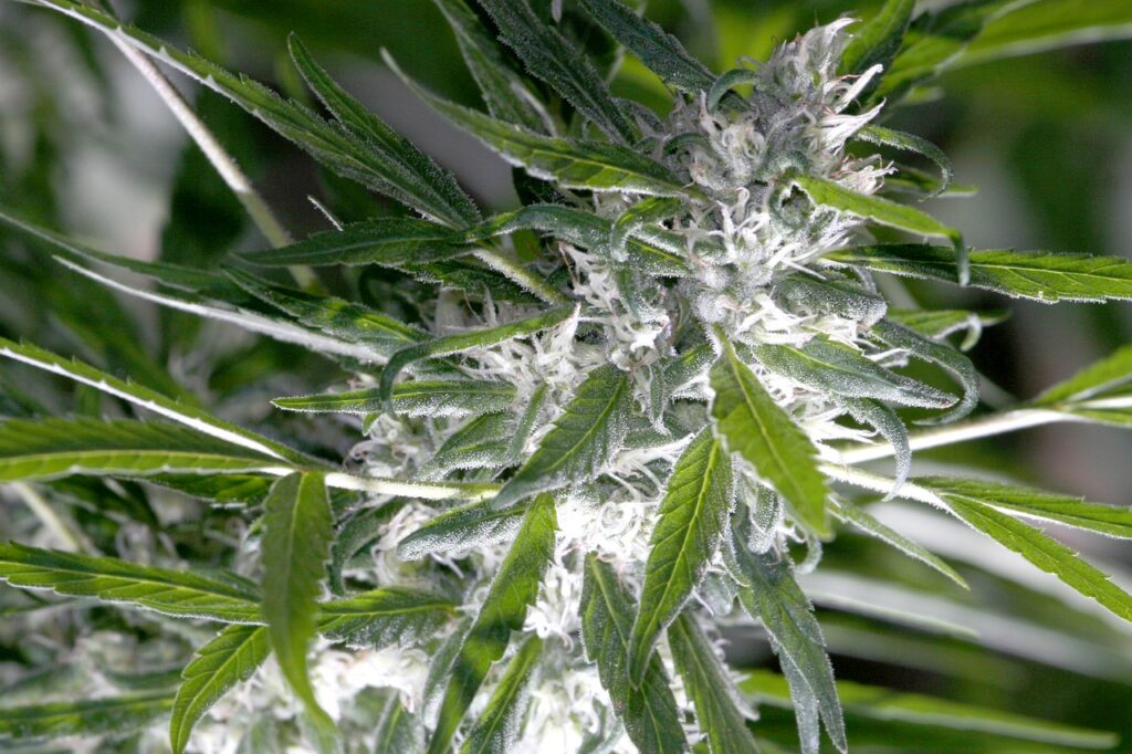 6 Reasons Cannabis is Better than Alcohol medical cannabis dispensary toronto3