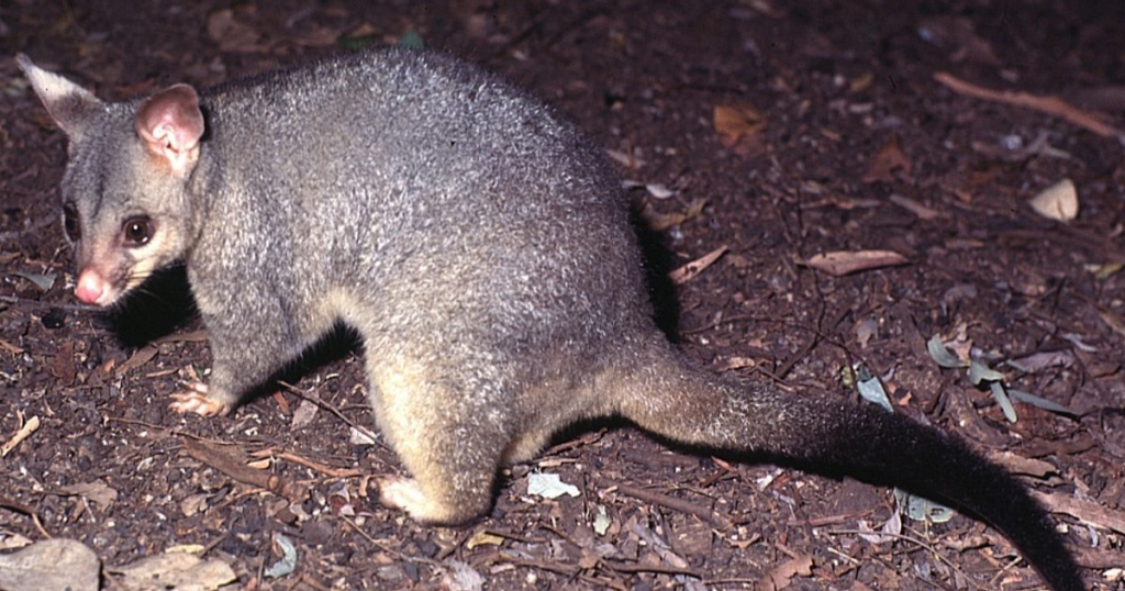 Possum Removal