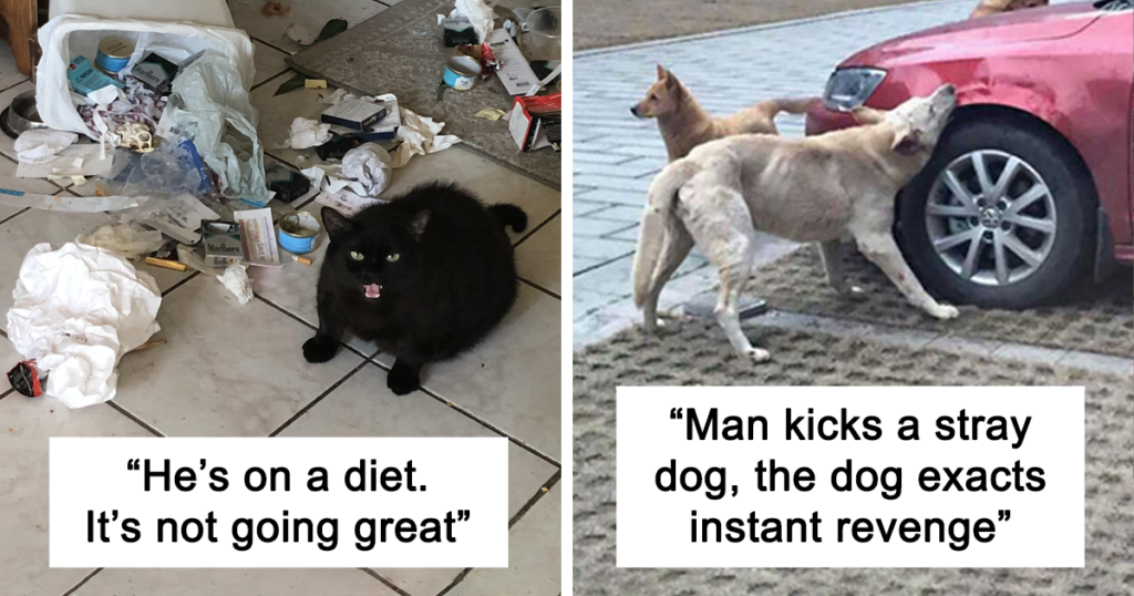 Pets Taking Revenge Pics Fb 63959dd574e60 1024x538