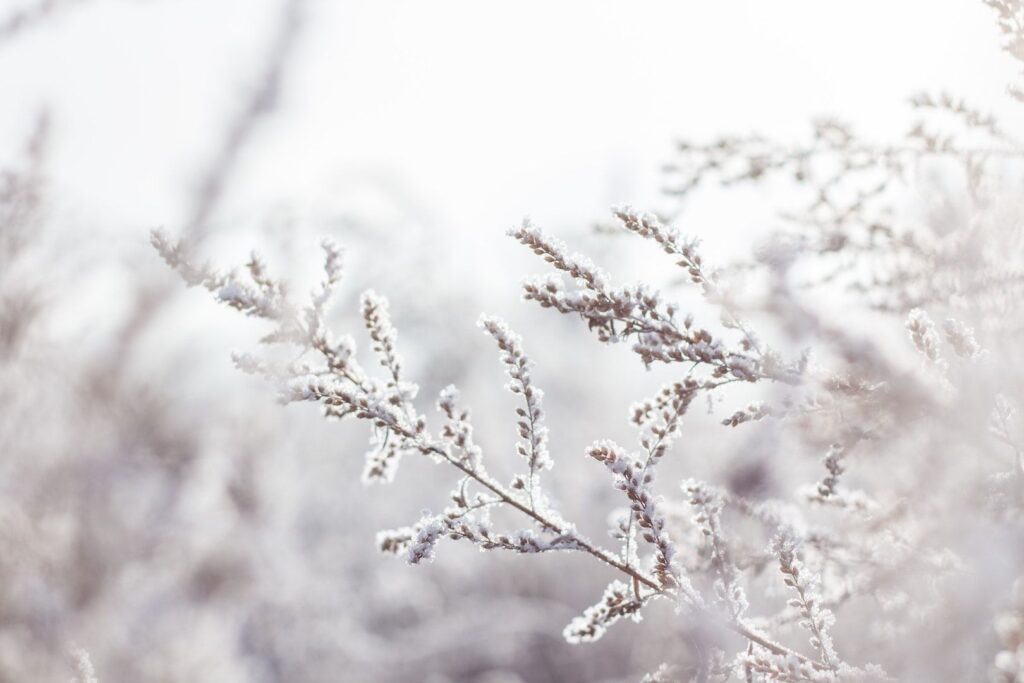 Discover the wellbeing benefits of living seasonally: winter edition Pexels Alissa Nabiullina 997567 1024x683