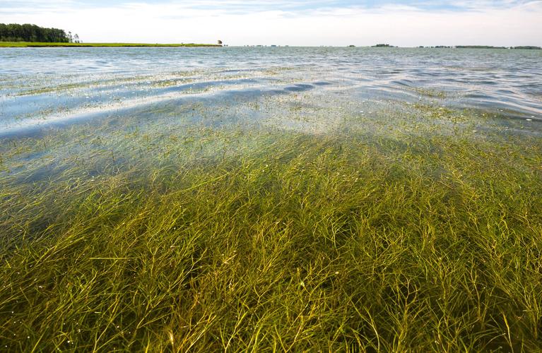 After 40 Years, Chesapeake Bay Program Yields Mixed Results 6154a6b0a975f.image