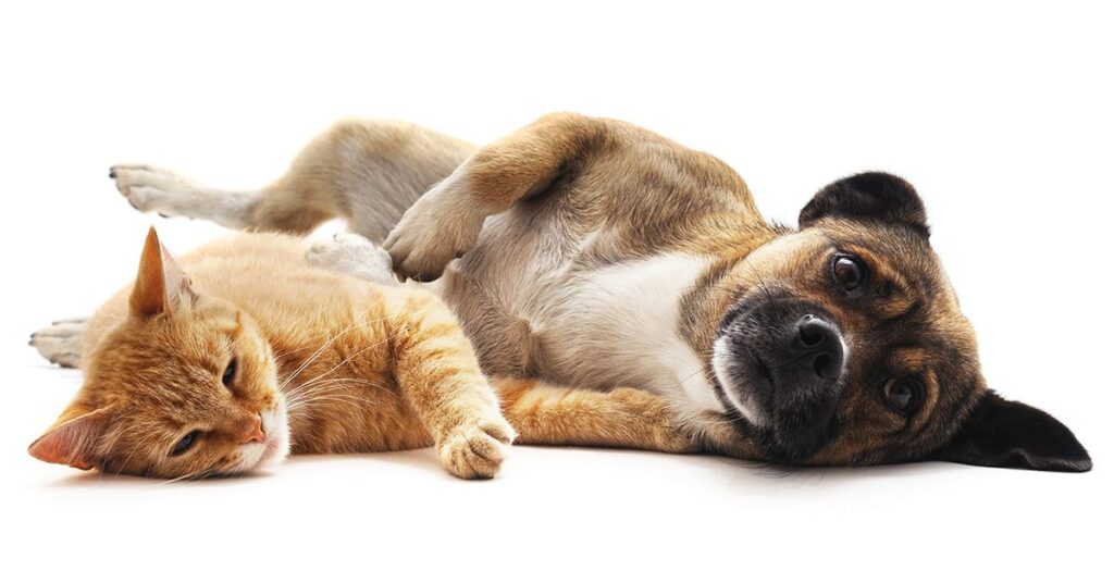 Pet Owners Reminded To Be Extra Cautious During The Holiday Season 1024x536