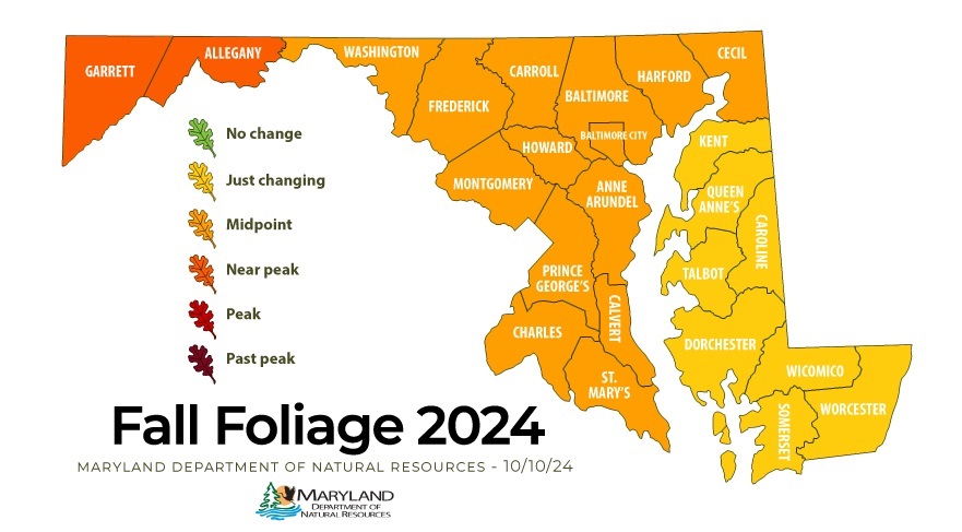 Maryland Fall Foliage Report For October 10, 2024 FALL FOLIAGE MAP GRAPHIC 101024